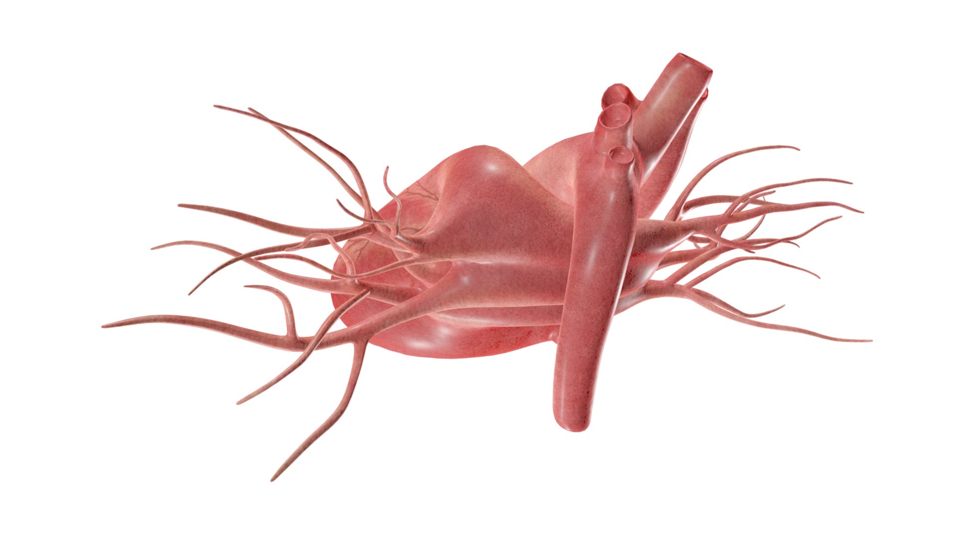 3D Heart model https://p.turbosquid.com/ts-thumb/yo/eDJ92t/S0/10/jpg/1698211840/1920x1080/fit_q87/fee8d2dbf967212ec7f2e5603578f3a5968637f0/10.jpg