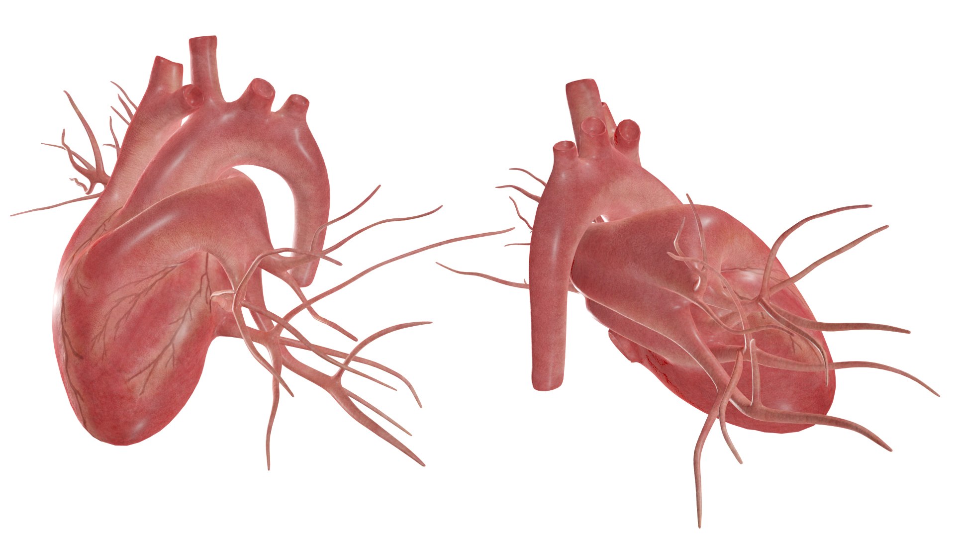 3D Heart model https://p.turbosquid.com/ts-thumb/yo/eDJ92t/Ug/2/jpg/1698211838/1920x1080/fit_q87/be254c35216a455b484ed25725937b196ea0d781/2.jpg
