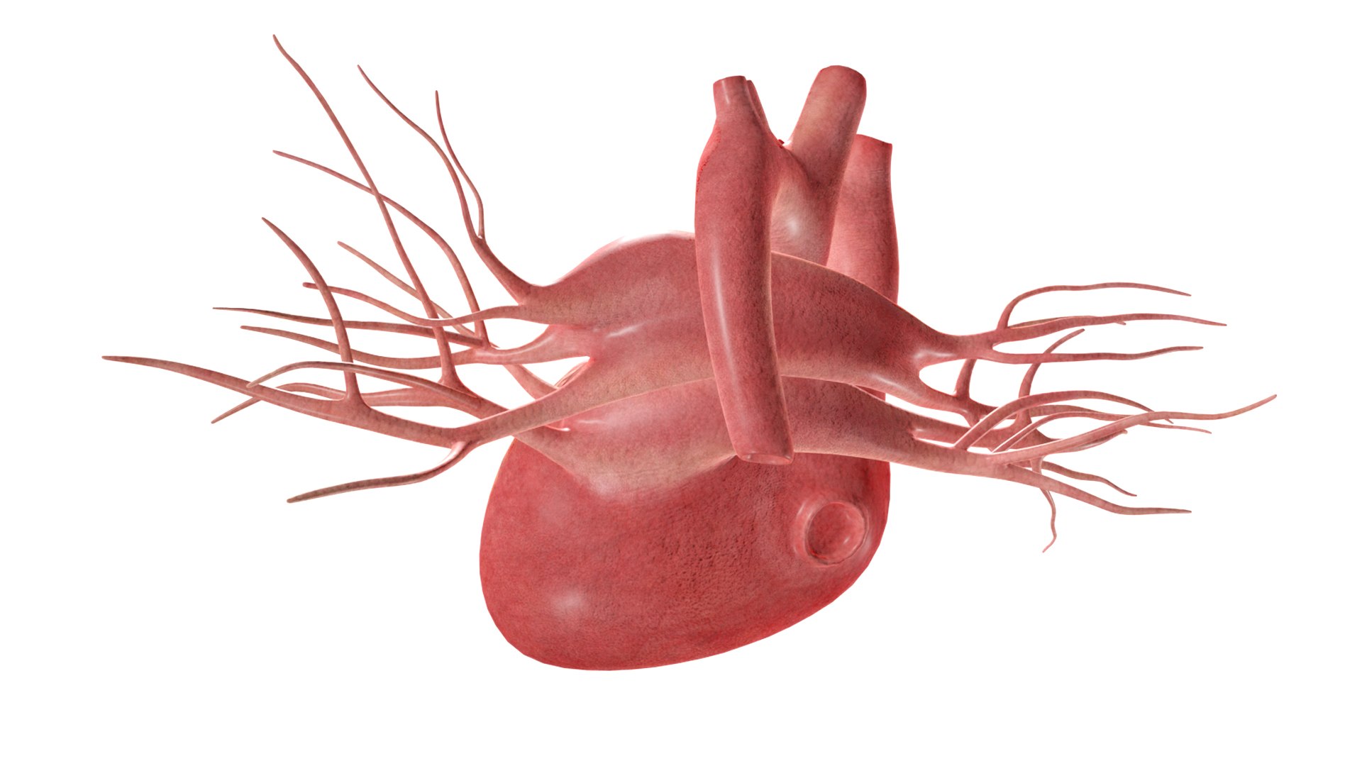 3D Heart model https://p.turbosquid.com/ts-thumb/yo/eDJ92t/WJ/5/jpg/1698211836/1920x1080/fit_q87/d62daaa67ca5997f934046545cc40dcc171b37c6/5.jpg