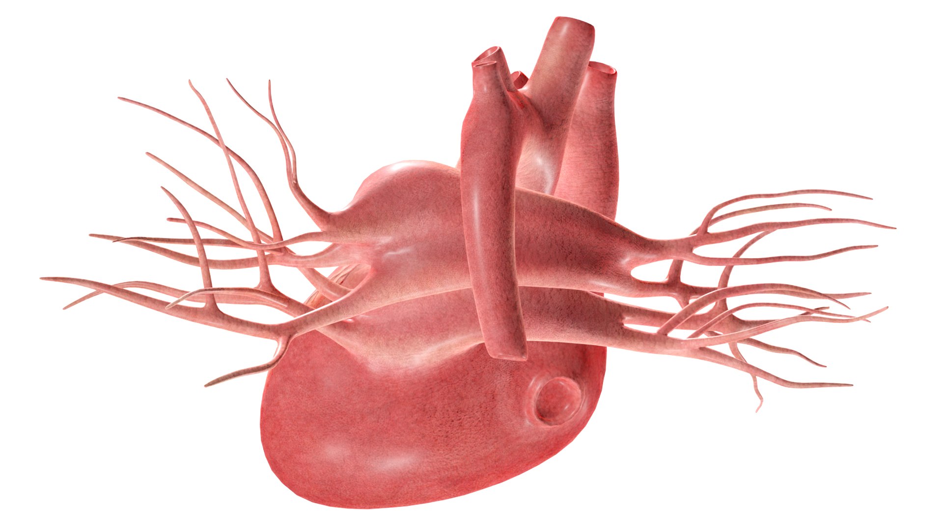 3D Heart model https://p.turbosquid.com/ts-thumb/yo/eDJ92t/X8/18/jpg/1698211847/1920x1080/fit_q87/152f565f669c32080a8a2bcf9ad5d3f2531cce55/18.jpg