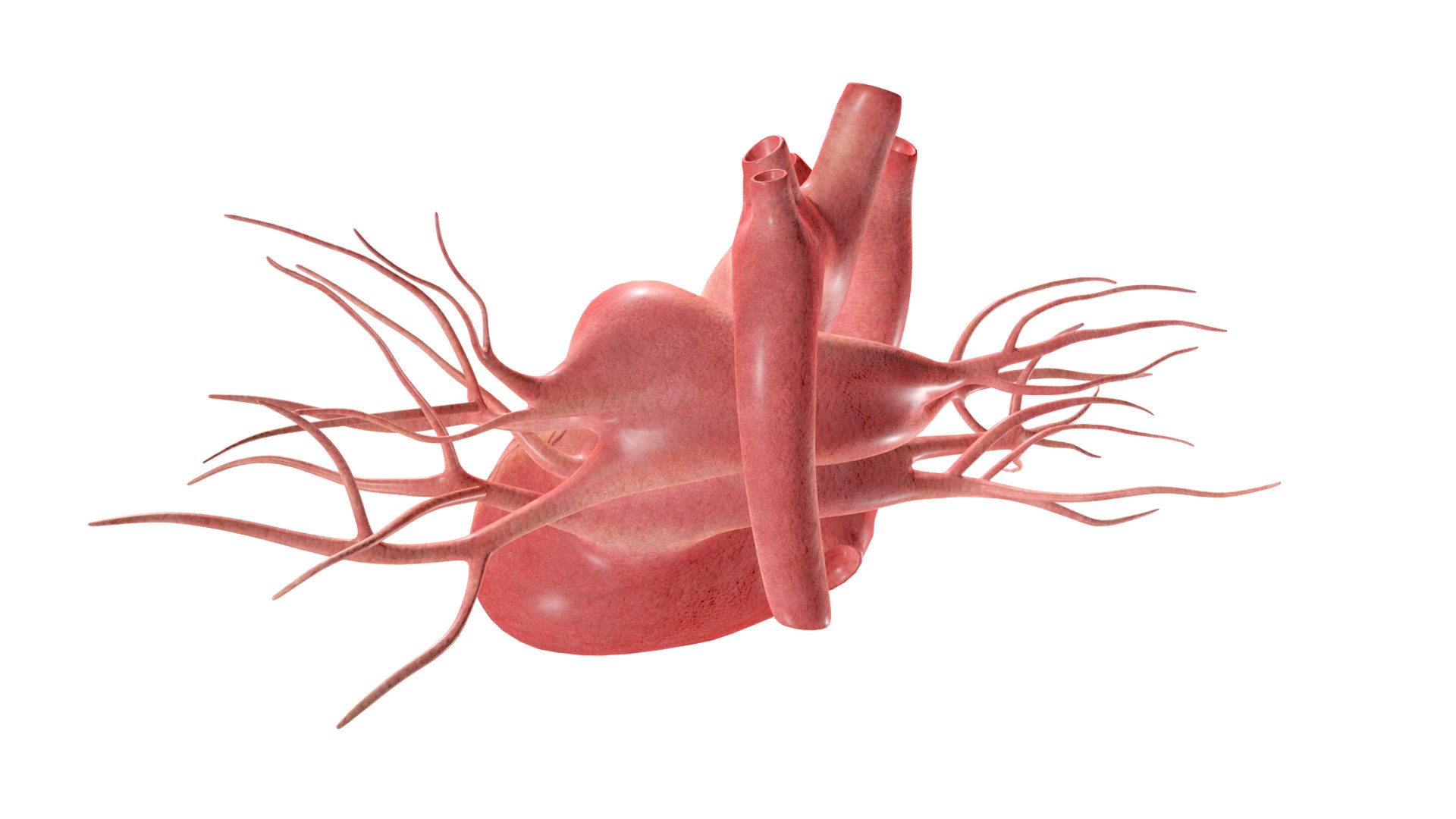 3D Heart model https://p.turbosquid.com/ts-thumb/yo/eDJ92t/Yr/4/jpg/1698211833/1920x1080/fit_q87/6c021aeb22db9748f625e1068adb8d3aff6a3dad/4.jpg