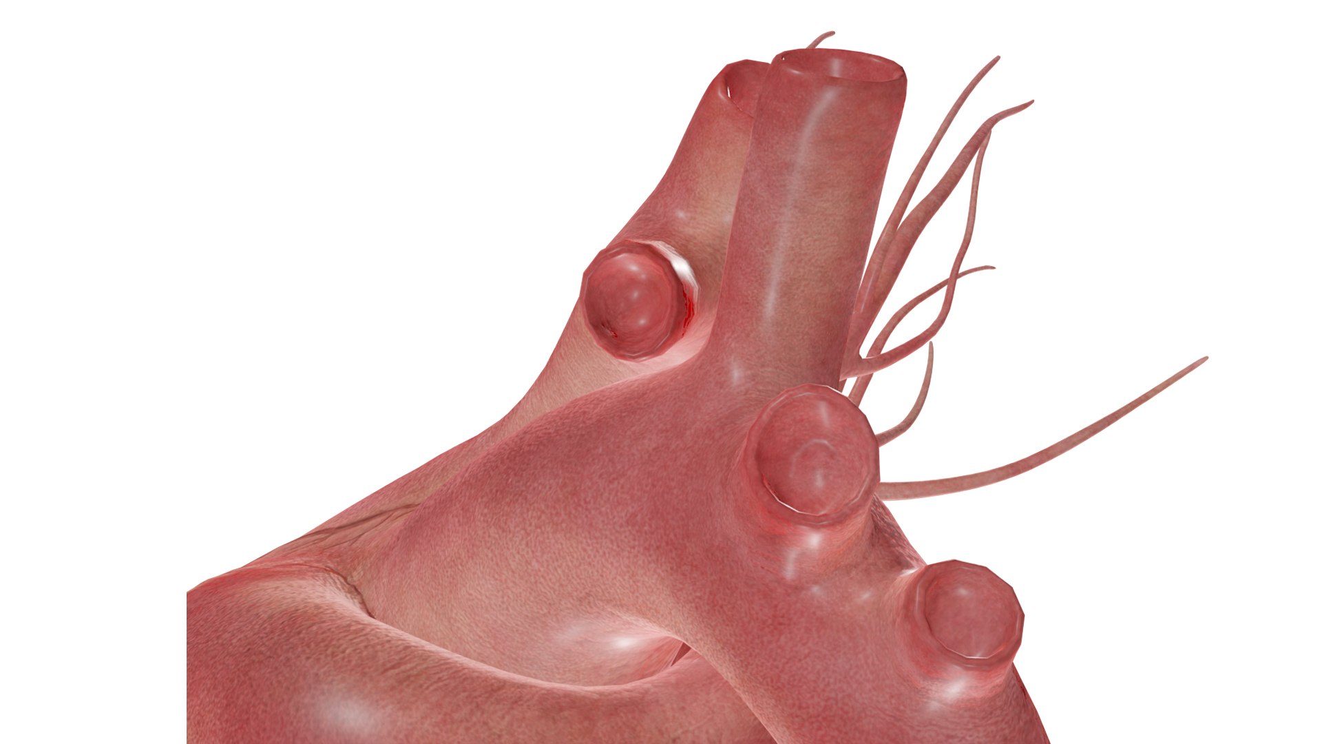 3D Heart model https://p.turbosquid.com/ts-thumb/yo/eDJ92t/i8/12/jpg/1698211841/1920x1080/fit_q87/3b40f6dbd3bb7e3f4415823dd1c3be8bd44969b5/12.jpg