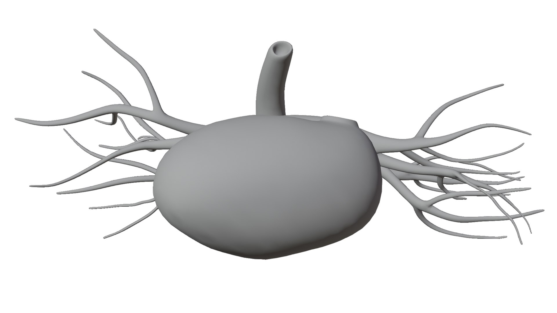 3D Heart model https://p.turbosquid.com/ts-thumb/yo/eDJ92t/id/20/jpg/1698211849/1920x1080/fit_q87/9e6700fe084a469759b936ba00b52de93ac01466/20.jpg