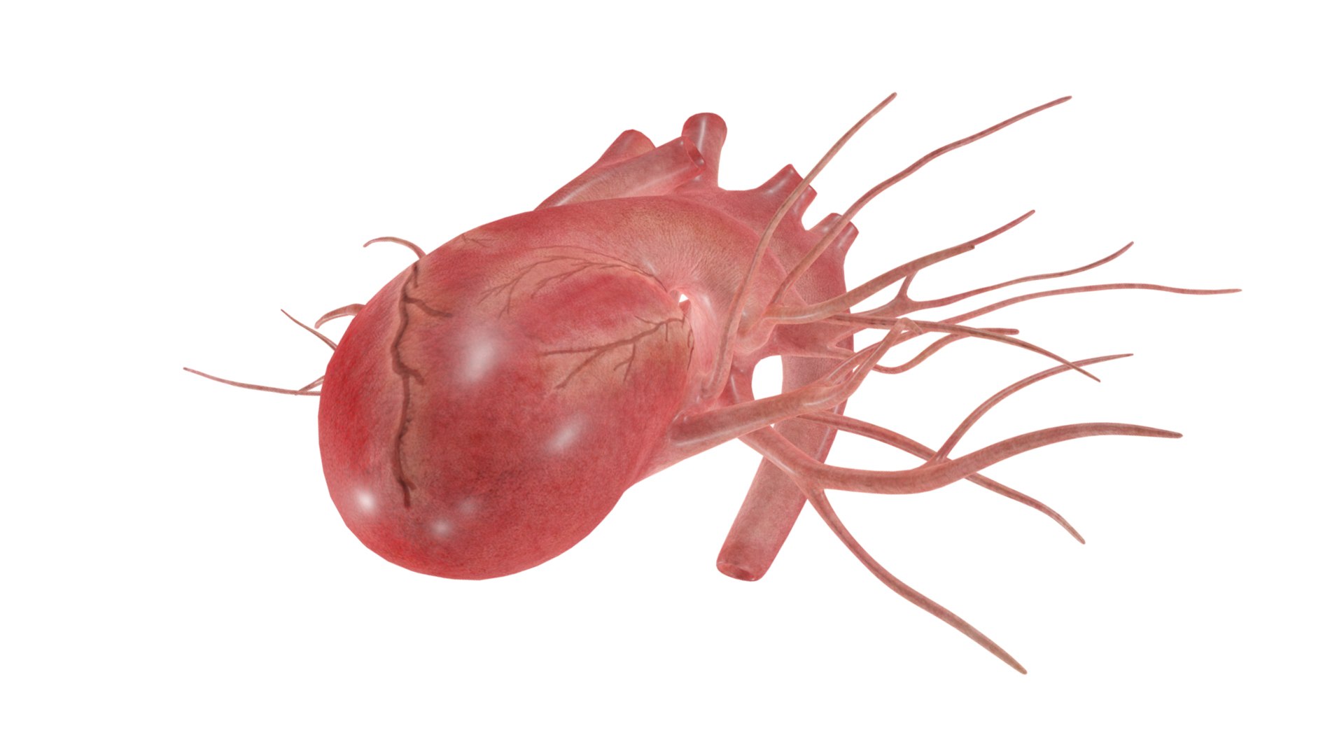 3D Heart model https://p.turbosquid.com/ts-thumb/yo/eDJ92t/mn/7/jpg/1698211838/1920x1080/fit_q87/309fdc810343508462daaaf450f4247403c0bc04/7.jpg