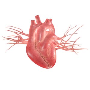 3D Heart model