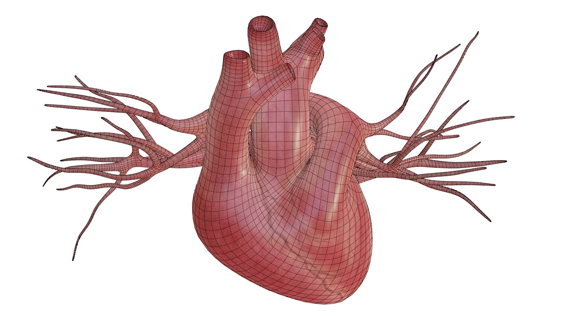 3D Heart model https://p.turbosquid.com/ts-thumb/yo/eDJ92t/pv/26/jpg/1698211854/1920x1080/fit_q87/4e284205cf163160539efe5bab20c191719ffebf/26.jpg