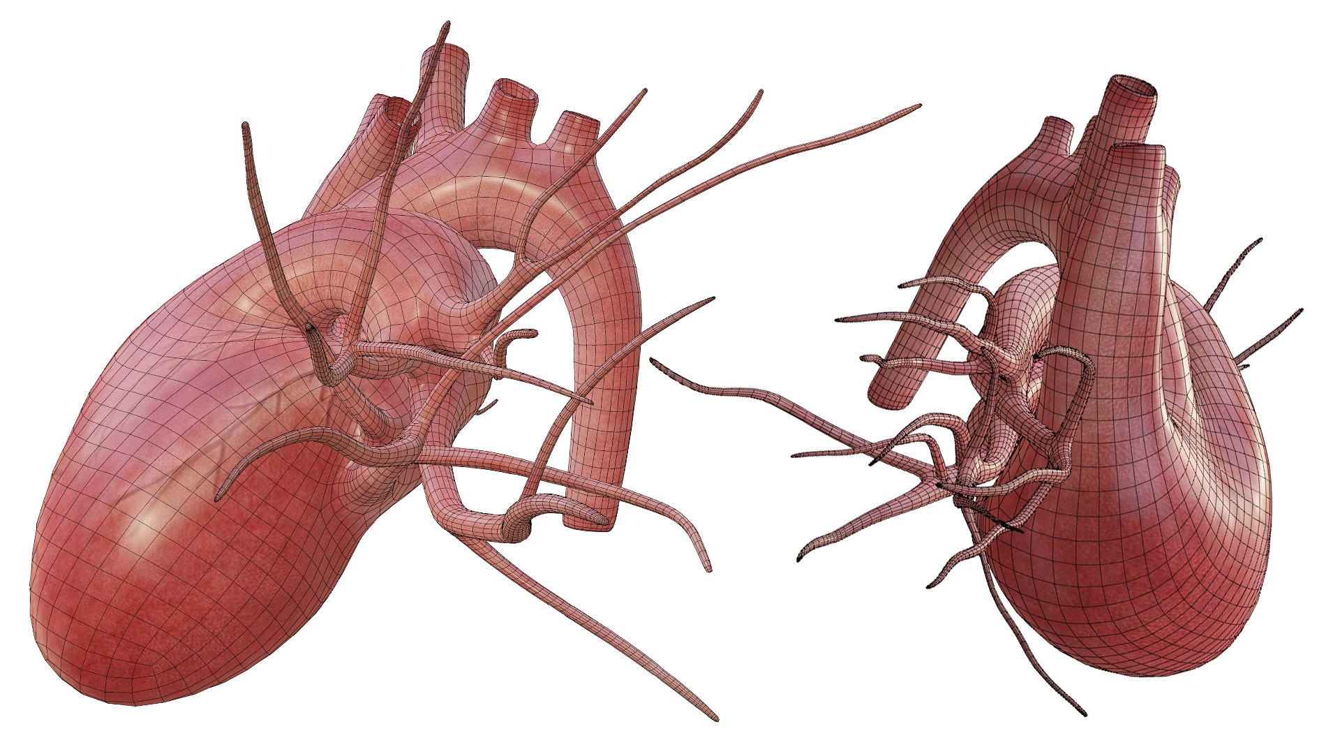 3D Heart model https://p.turbosquid.com/ts-thumb/yo/eDJ92t/qI/27/jpg/1698211856/1920x1080/fit_q87/481bb9e9aa686447e811b1fd4d0b3c7a8a4e9333/27.jpg