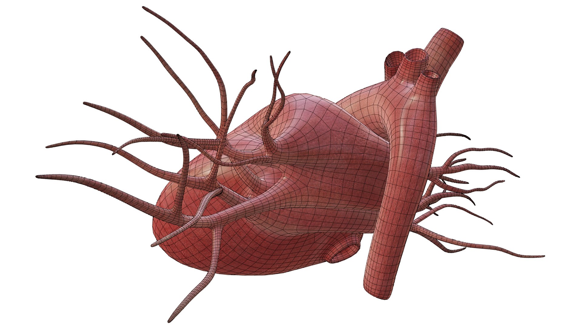 3D Heart model https://p.turbosquid.com/ts-thumb/yo/eDJ92t/tv/28/jpg/1698211858/1920x1080/fit_q87/dde14c104a76384e7842aa196ed9ff302a94dc42/28.jpg