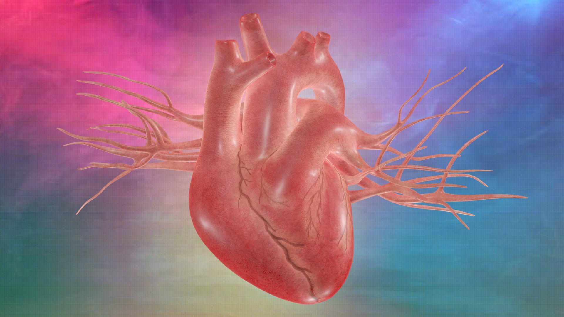3D Heart model https://p.turbosquid.com/ts-thumb/yo/eDJ92t/vu/rgb/jpg/1698211932/1920x1080/fit_q87/1a813891d95f3f47f4b67edf835f7d28cd42ac1a/rgb.jpg