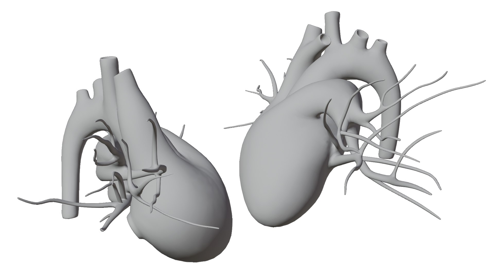 3D Heart model https://p.turbosquid.com/ts-thumb/yo/eDJ92t/xA/22/jpg/1698211849/1920x1080/fit_q87/660ef4b2b66f8054ebe80198827d255c6b37dfd5/22.jpg
