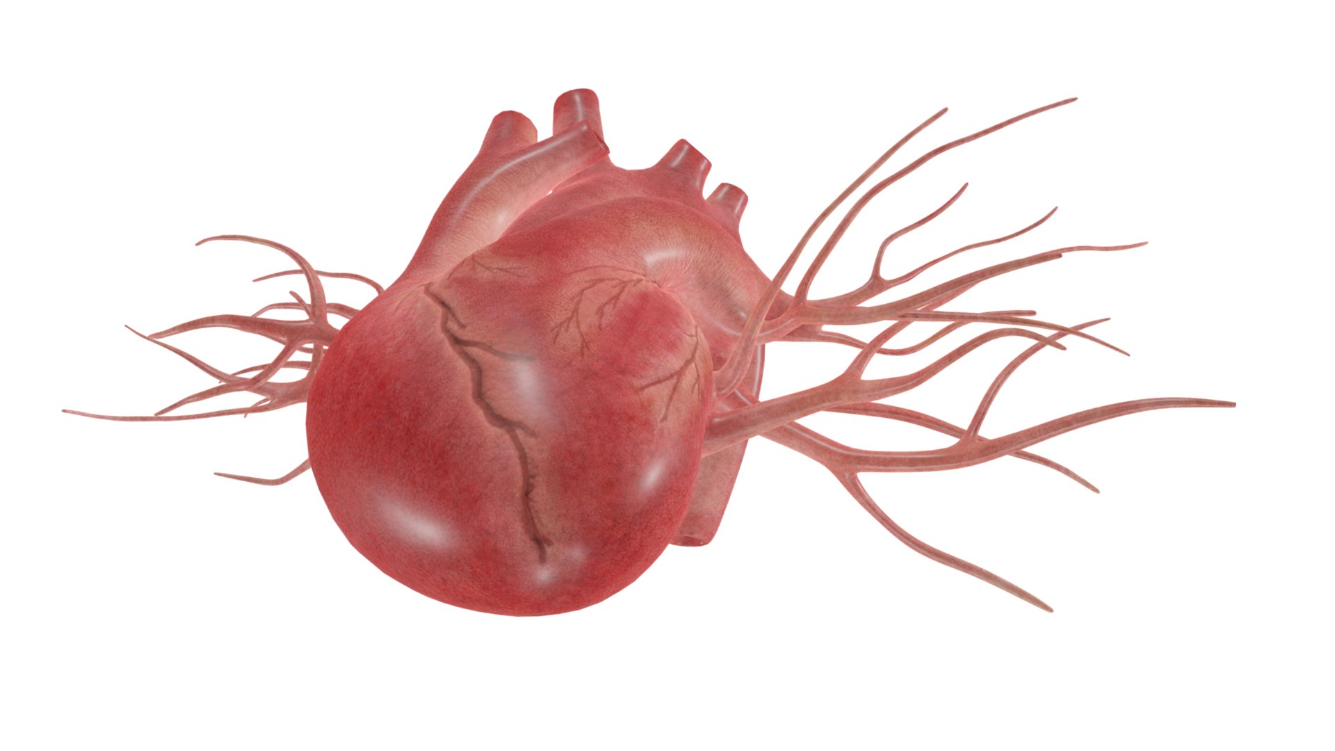 3D Heart model https://p.turbosquid.com/ts-thumb/yo/eDJ92t/xX/6/jpg/1698211835/1920x1080/fit_q87/378cf6c530d233932c5aef653fea512256d6f817/6.jpg