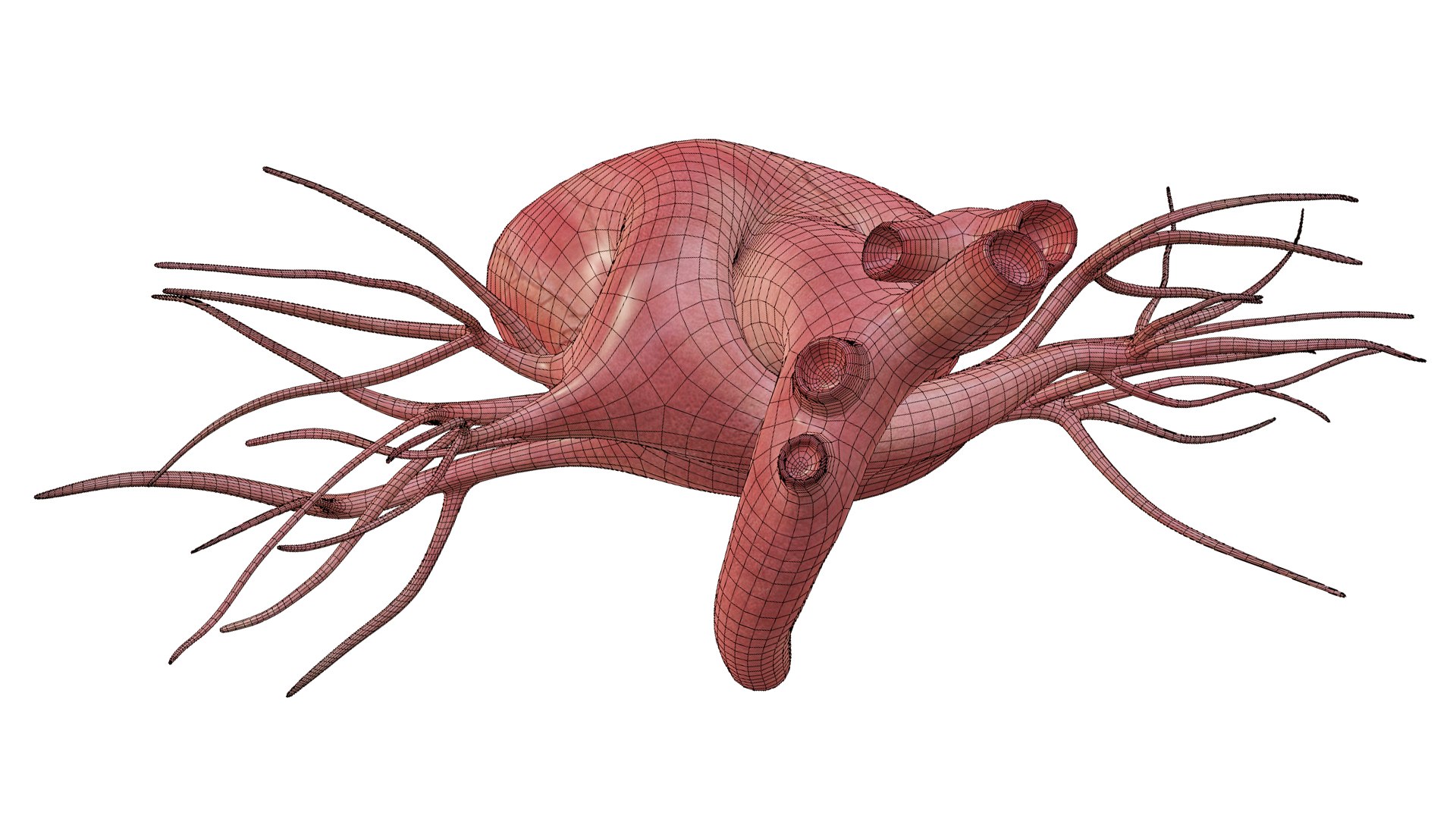 3D Heart model https://p.turbosquid.com/ts-thumb/yo/eDJ92t/zQ/25/jpg/1698211856/1920x1080/fit_q87/533d0f937623b586f5b6a0e7b3c064449b65fbc1/25.jpg