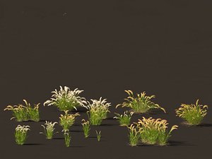 Hordeum jubatum - Foxtail Barley 3D