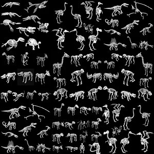 Animal and Bird and Dinosaur Skeletons huge collection