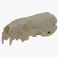 Real European Mink Mustela Lutreola Skull 01 RAW SCAN