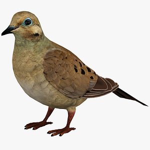 3dsmax mourning dove