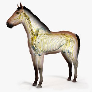 skin horse skeleton nerves 3D model