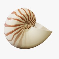 Nautilus Shell - PBR