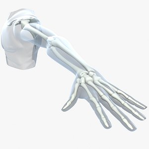 max skeleton upper limb