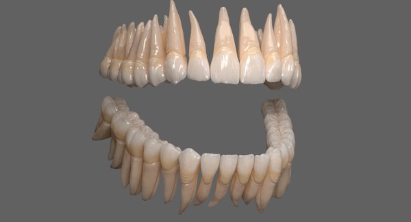 Dentition teeth tongue gums 3D model - TurboSquid 1403072