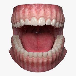dentition teeth tongue gums 3D model