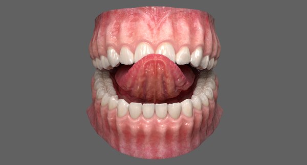 Dentition teeth tongue gums 3D model - TurboSquid 1403072