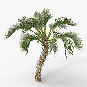 Howea Forsteriana Curly Palm 3D