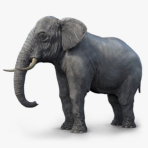 3d elephant realistic arnold