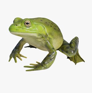 American Bullfrog - Animated 3D model