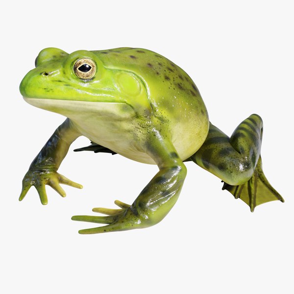 American Bullfrog - Animated 3D model