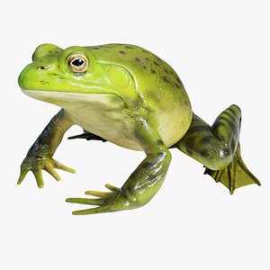 American Bullfrog - Animated