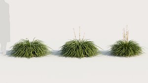 Hakonechloa macra a 3D