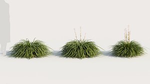 Hakonechloa macra a