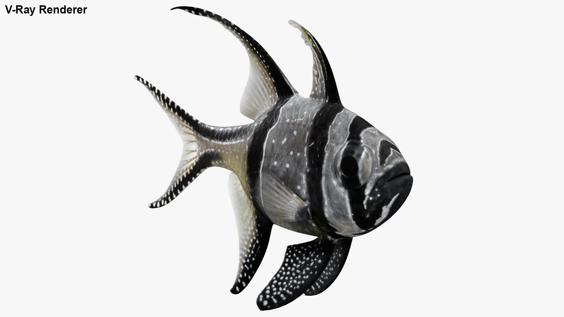saltwater fish 2 animation 3D model https://p.turbosquid.com/ts-thumb/yp/voHJFQ/5wESzy6R/2/jpg/1582542906/1920x1080/fit_q87/864345f1dc431db7422841c9f6f6ce4c8b1a7fc1/2.jpg