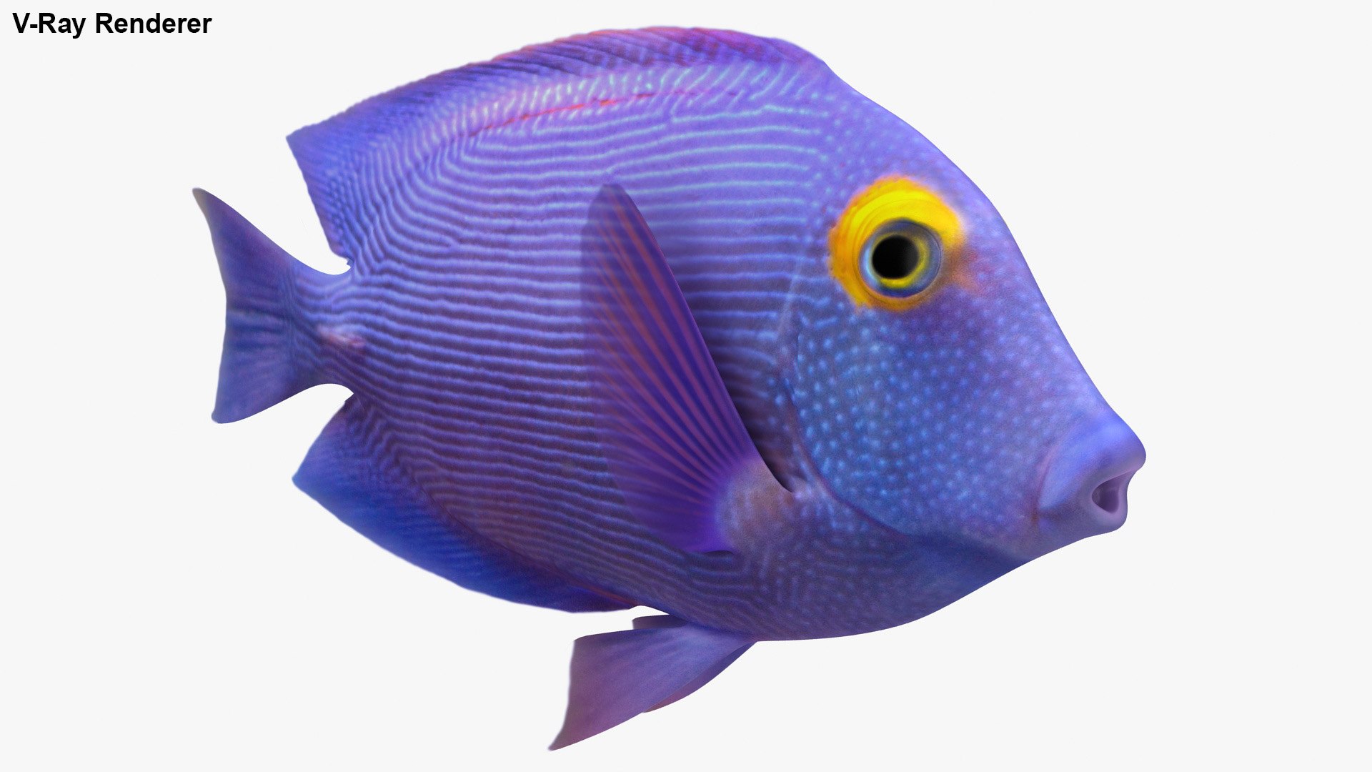 saltwater fish 2 animation 3D model https://p.turbosquid.com/ts-thumb/yp/voHJFQ/JJGi2lci/2/jpg/1582539604/1920x1080/fit_q87/20e4692e5e3b9a9a387c9268d2374f60513f860d/2.jpg