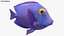Colección animada de peces de agua salada 2