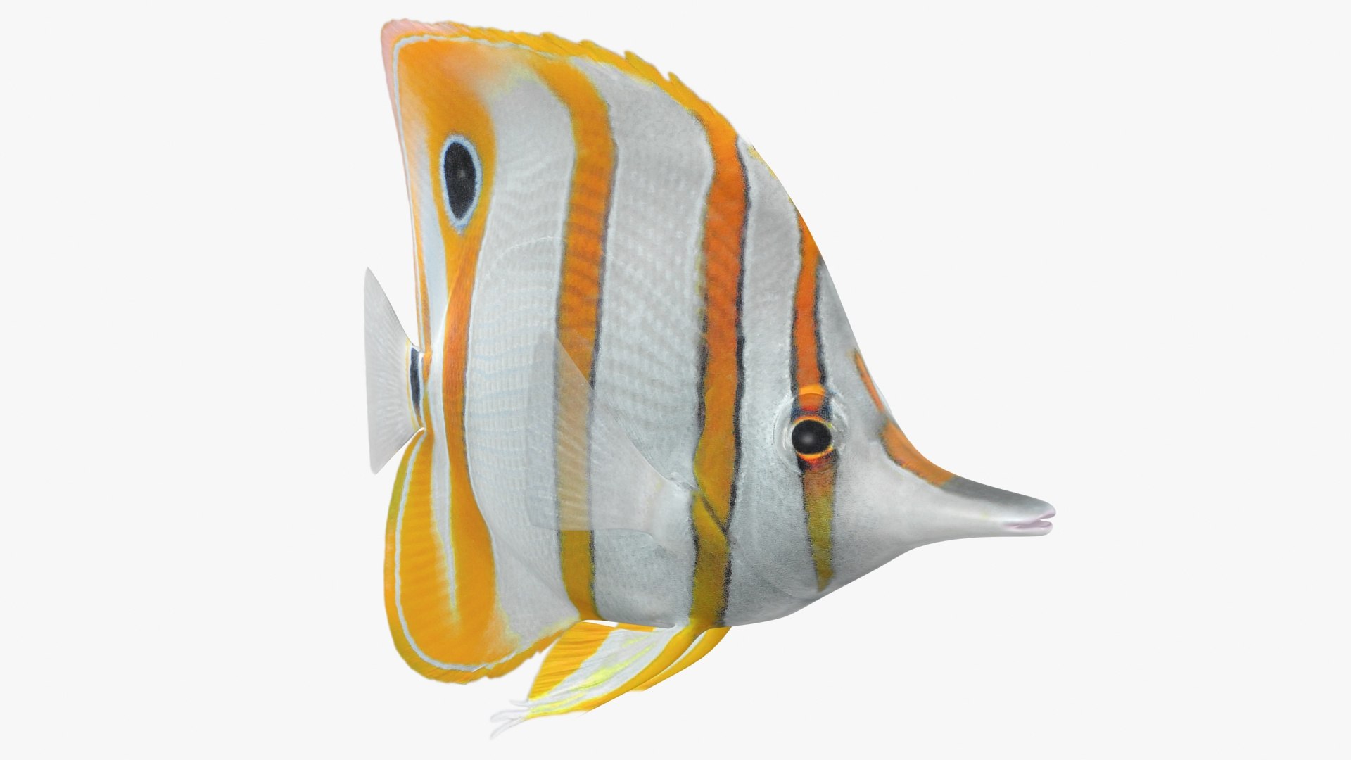 saltwater fish 2 animation 3D model https://p.turbosquid.com/ts-thumb/yp/voHJFQ/WXlwBozy/1/jpg/1582539573/1920x1080/fit_q87/fe13da2469f6ae83122123a51c9a4fc0c9dc0620/1.jpg