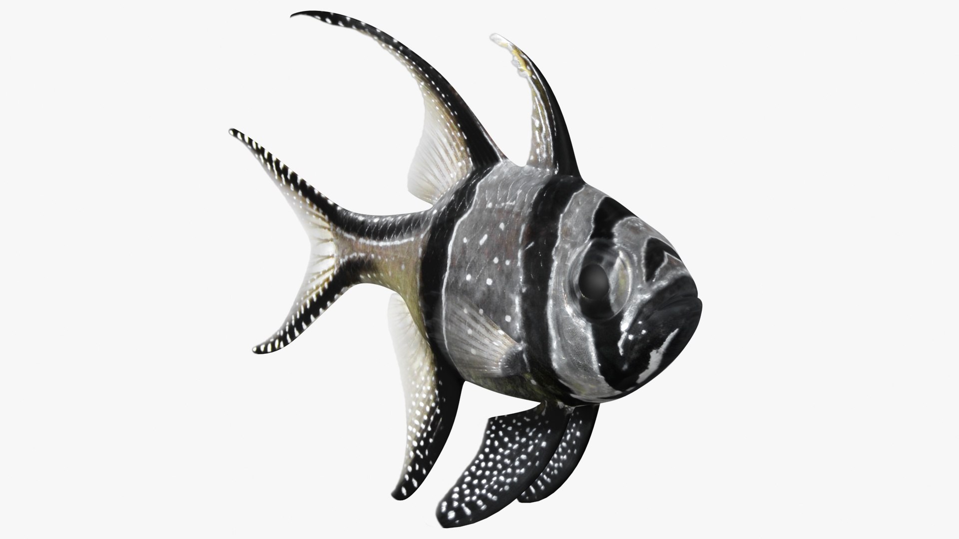saltwater fish 2 animation 3D model https://p.turbosquid.com/ts-thumb/yp/voHJFQ/rDwmLaHF/banggaicardinalfish_glossiness0000/jpg/1582542671/1920x1080/fit_q87/5dbb25bda05f58009dd8a1774d0b559750fa5c35/banggaicardinalfish_glossiness0000.jpg