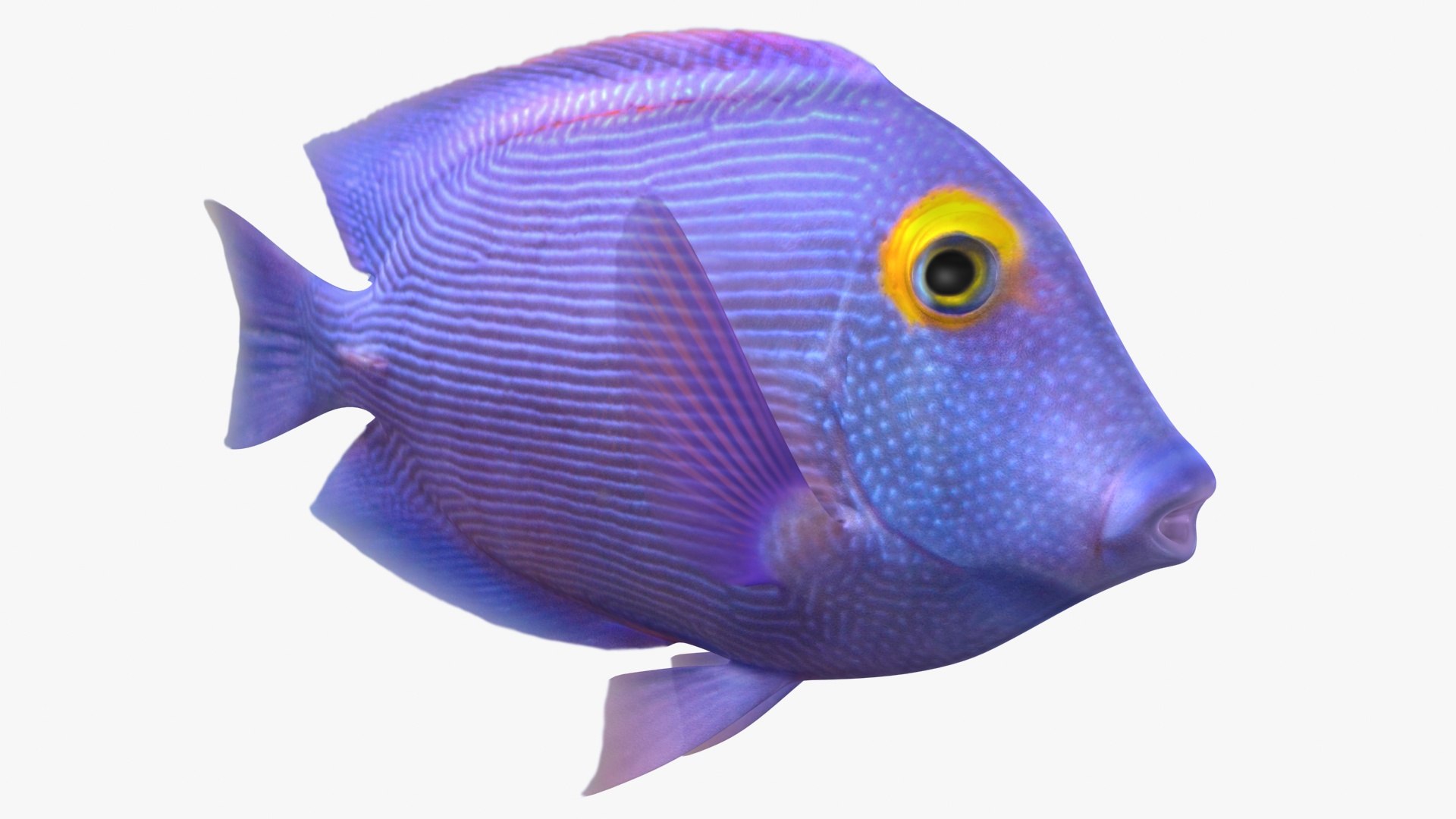 saltwater fish 2 animation 3D model https://p.turbosquid.com/ts-thumb/yp/voHJFQ/spmDniRu/1/jpg/1582539604/1920x1080/fit_q87/96a2a08585fe8dfd56800058aedc42ee3585be59/1.jpg