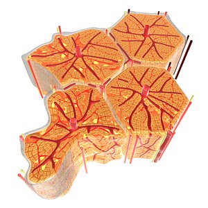 correct hepatic lobules 3d model
