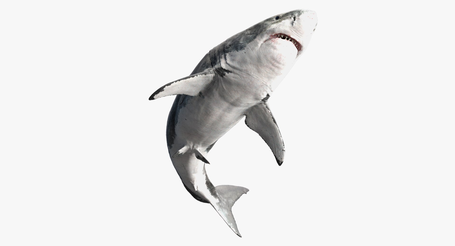 realistic shark rigged 3D model https://p.turbosquid.com/ts-thumb/yq/3YADgr/8Yy801Qa/04/jpg/1545358960/1920x1080/fit_q87/153624bebff33233002817ecb096da0db9d6e6b6/04.jpg