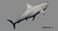Requin (Rigged)