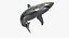 Requin (Rigged)