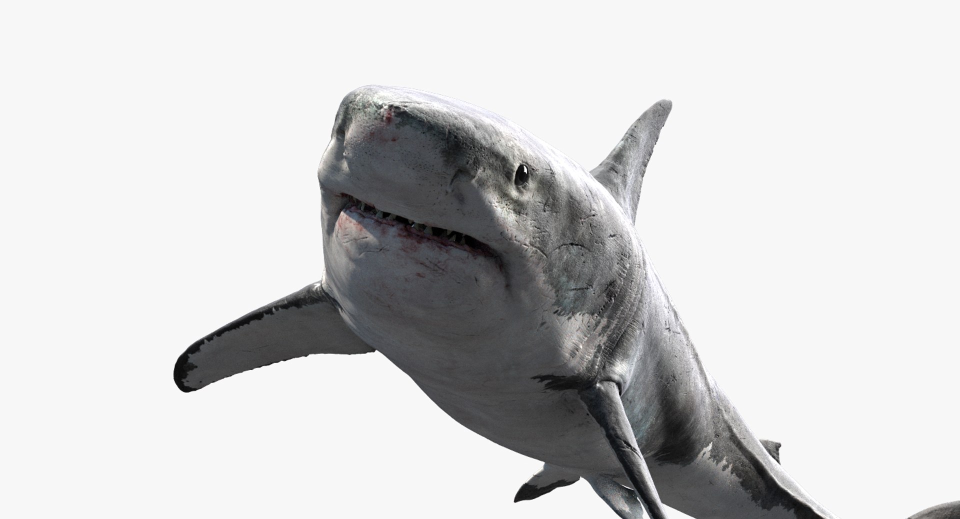 realistic shark rigged 3D model https://p.turbosquid.com/ts-thumb/yq/3YADgr/WGWiu8id/06/jpg/1545358960/1920x1080/fit_q87/e0255d2076daaf060196d8bc2c9761d63018b984/06.jpg