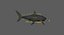 realistic shark rigged 3D model