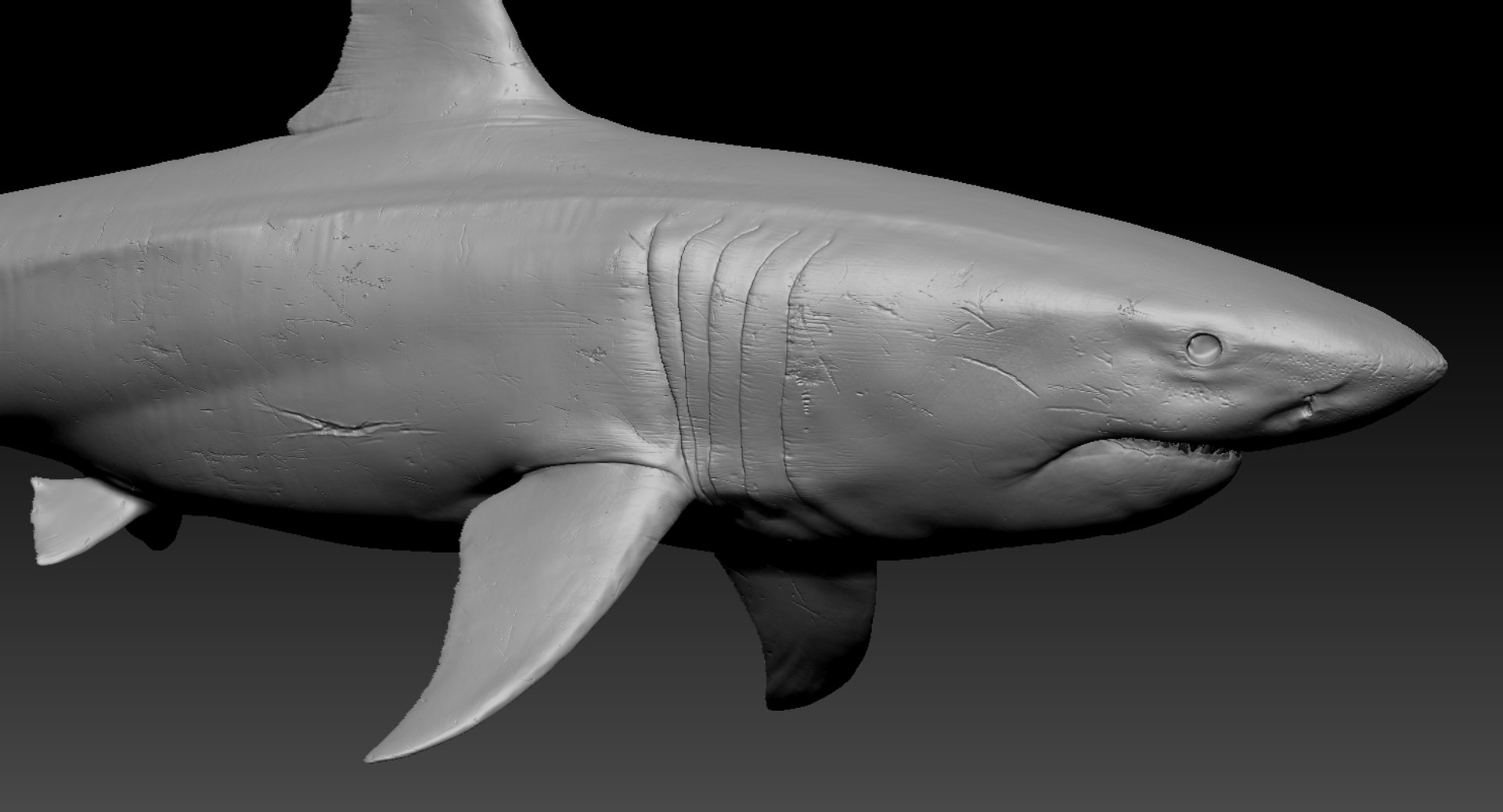realistic shark rigged 3D model https://p.turbosquid.com/ts-thumb/yq/3YADgr/gxK1K9v1/42/jpg/1545358960/1920x1080/fit_q87/e68bda6717172329b61aaecd677f5dfd9a37c454/42.jpg