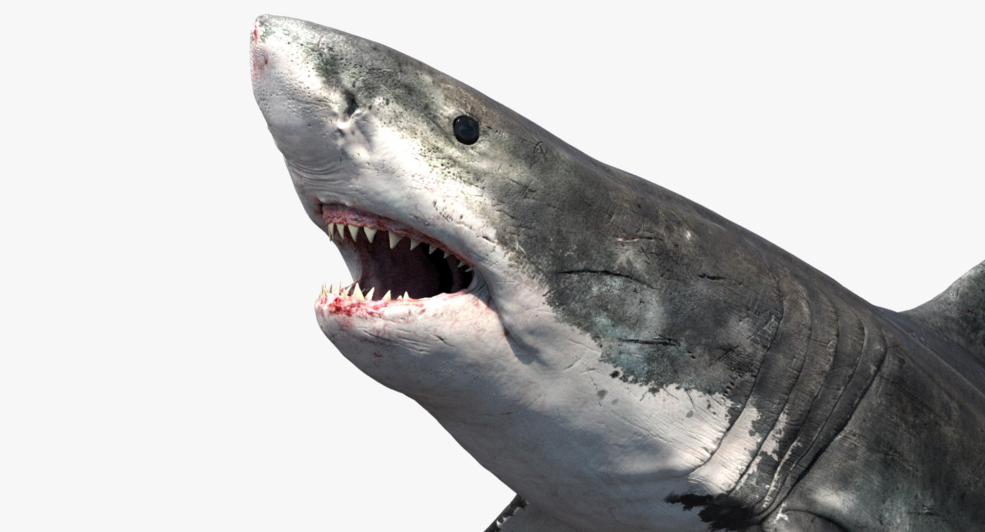 Realistic Shark Rigged 3D Model - TurboSquid 1359353
