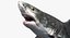Requin (Rigged)