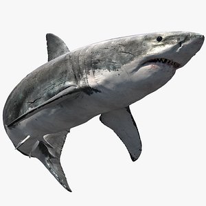 Shark (Rigged)