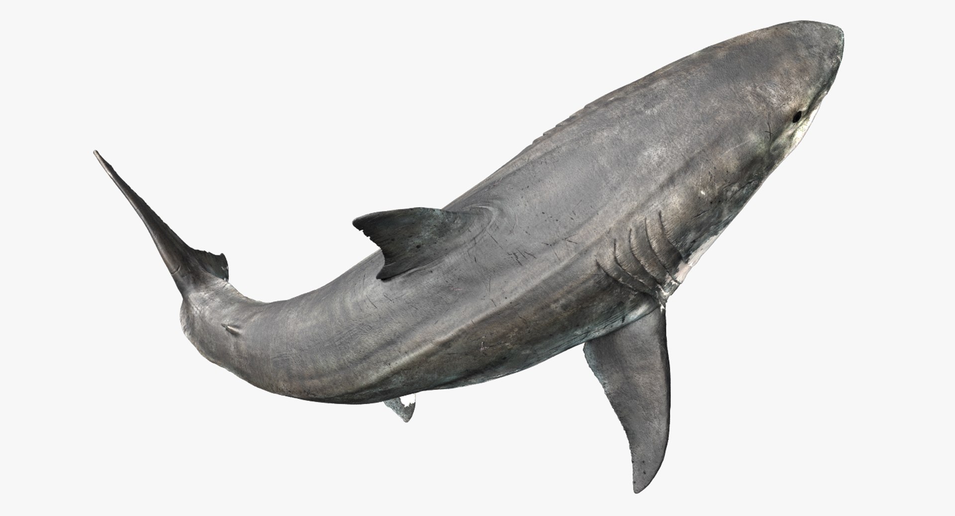 realistic shark rigged 3D model https://p.turbosquid.com/ts-thumb/yq/3YADgr/pZh0BOyc/08/jpg/1545358960/1920x1080/fit_q87/7ed04531c311724f2248ab09e7d07992e8cb219e/08.jpg